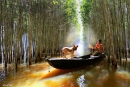 Mùa nước nổi