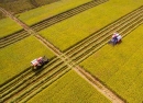 Ảnh đẹp Tân Trụ - Trên đồng ruộng Tân Trụ