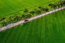 Đường cau Tân Trụ thu hút nhiều du khách. Ảnh: Duy Bằng.