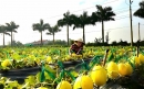 Ảnh đep Tân Trụ - NGHỀ TRÔNG DƯA Ở TÂN TRỤ