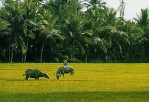 Ảnh minh họa (internet)